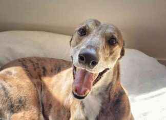 Ban on Greyhound Racing in New Zealand: What You Need to Know ban-on-greyhound-racing-in-new-zealand-what-you-need-to-know