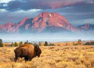 Potential for Wyoming to Legalize Online Gambling by 2025 news-03122024-041206