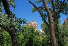 Las Vegas to Zion National Park: Discover Hidden Natural Wonders