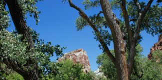 Las Vegas to Zion National Park: Discover Hidden Natural Wonders